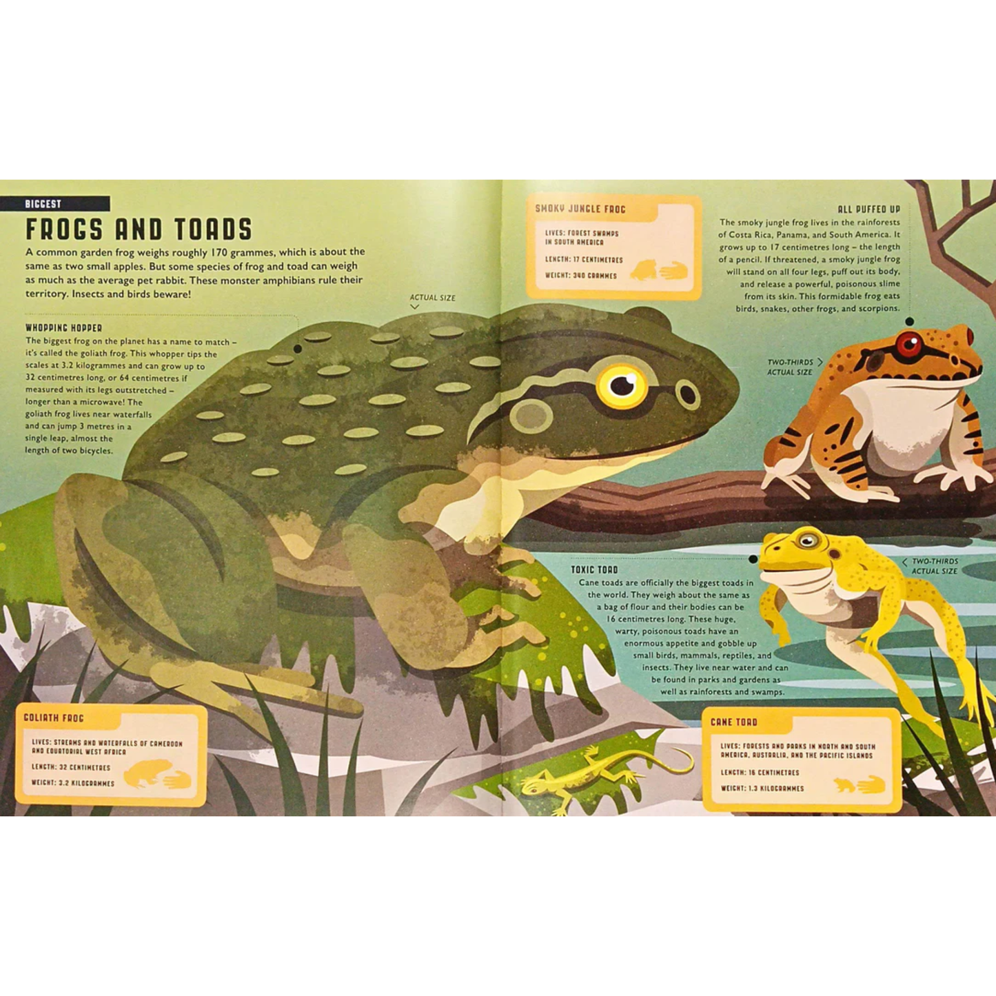 Amazing Animals Hardcover Picture Book