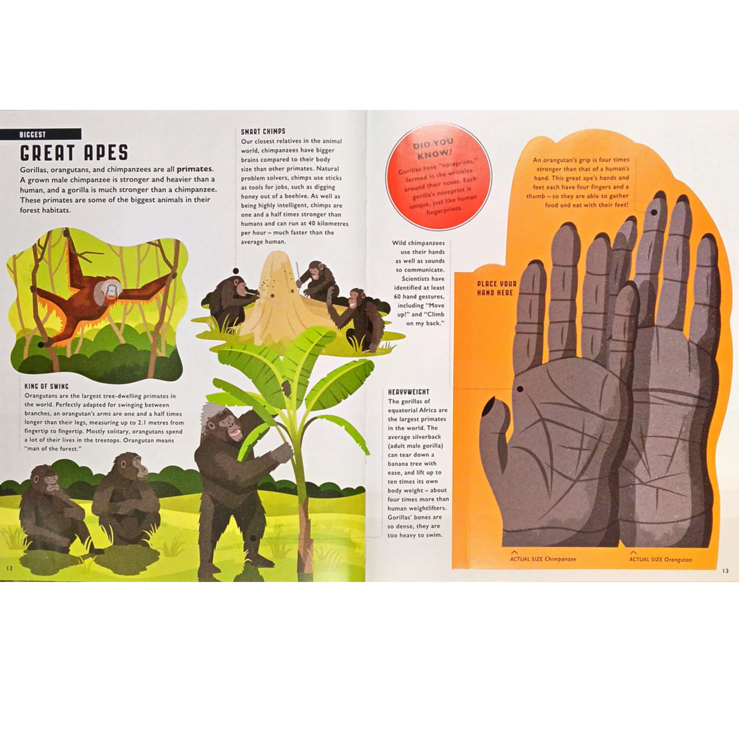 Amazing Animals Hardcover Picture Book