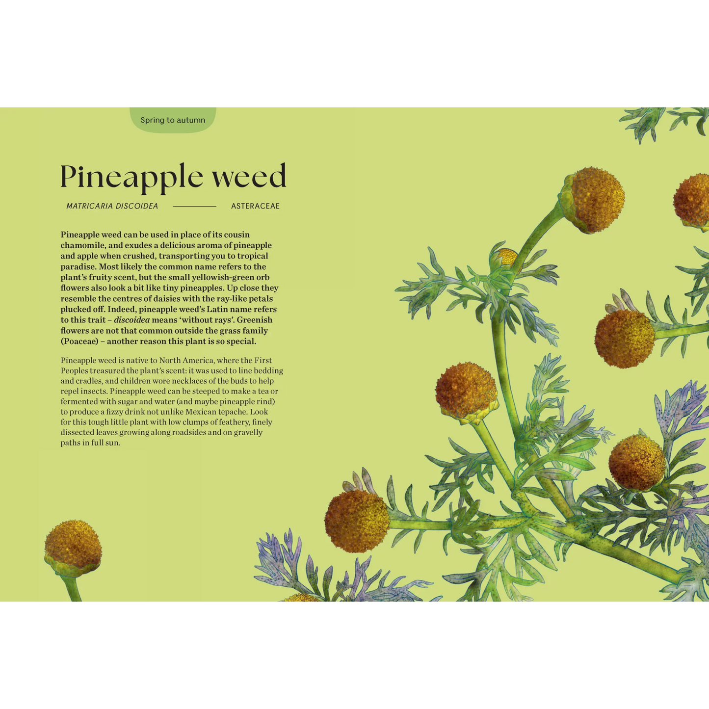 Blossom: Practical and Creative Ways to Find Wonder in the Floral World