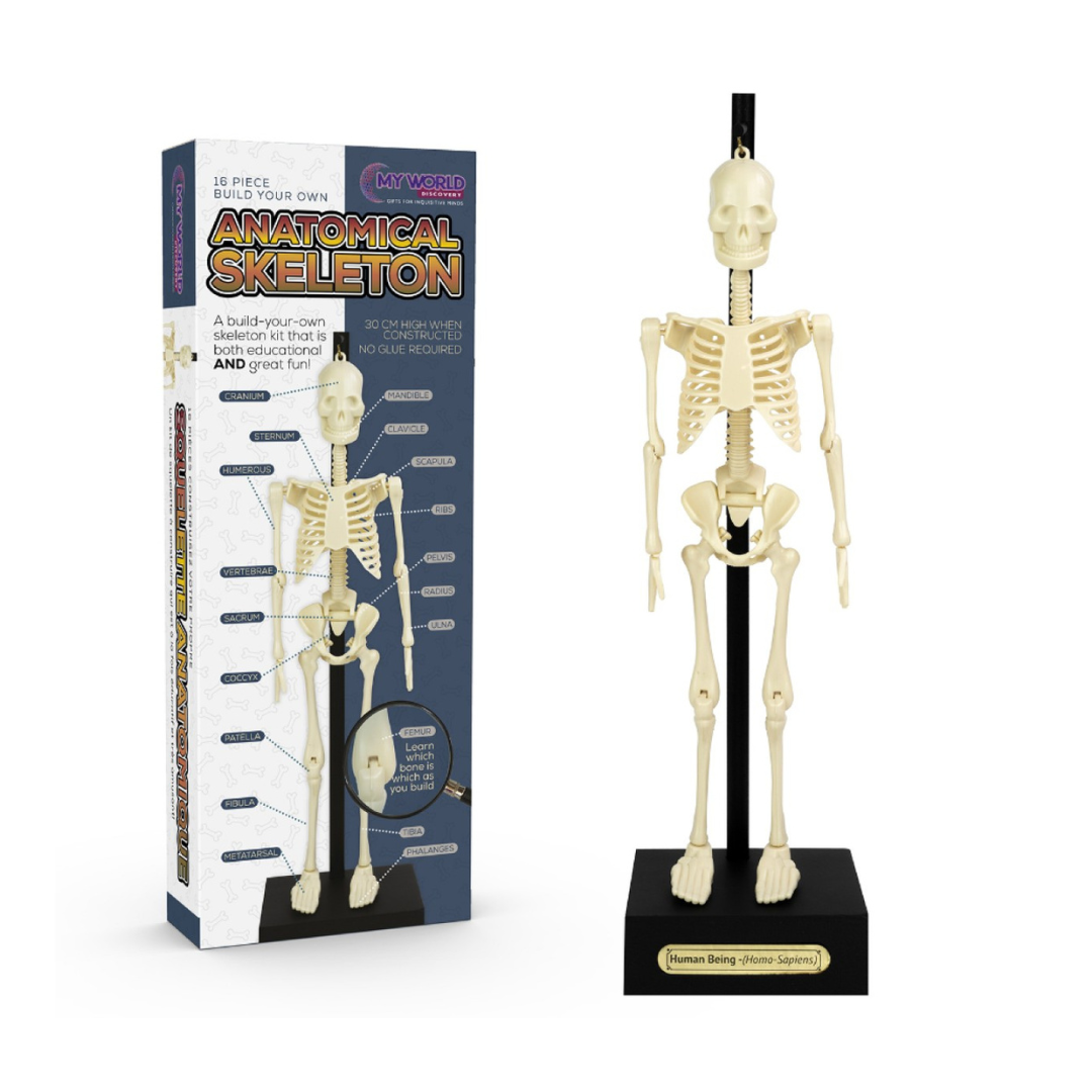 Games | Anotomical Model Skeleton, STEM