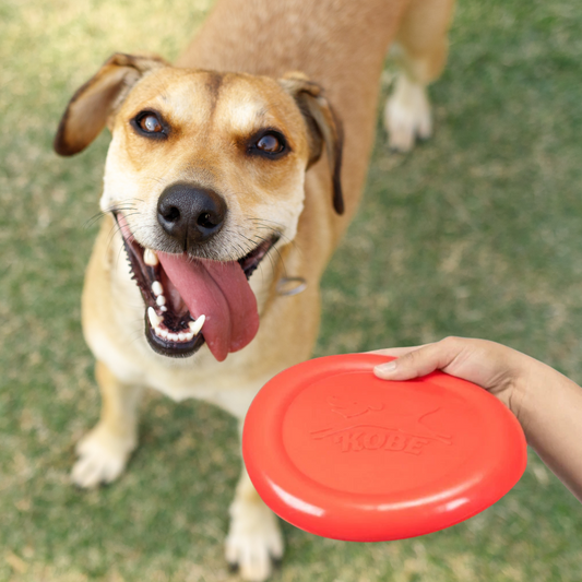 Dog toy: Bacon Scented Frisbee