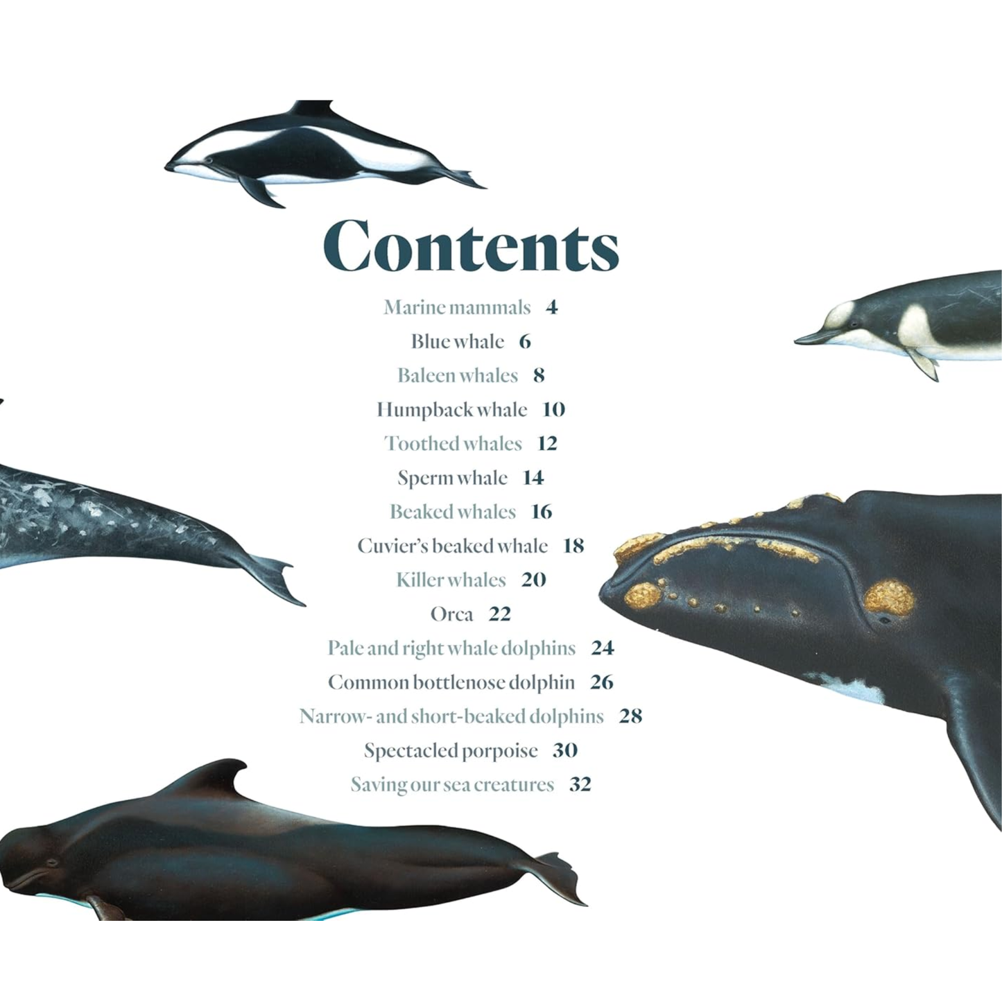 Australia's Amazing Whales and Dolphins Picture Book
