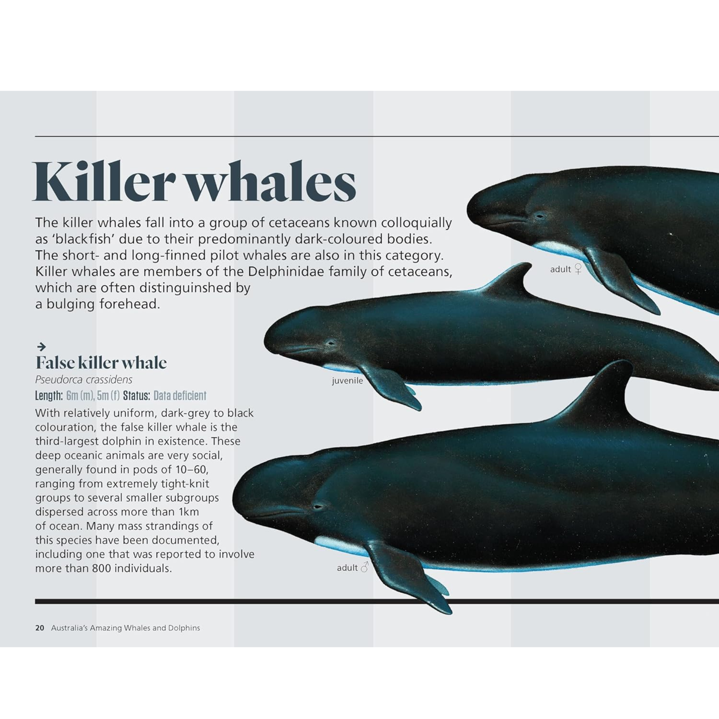 Australia's Amazing Whales and Dolphins Picture Book