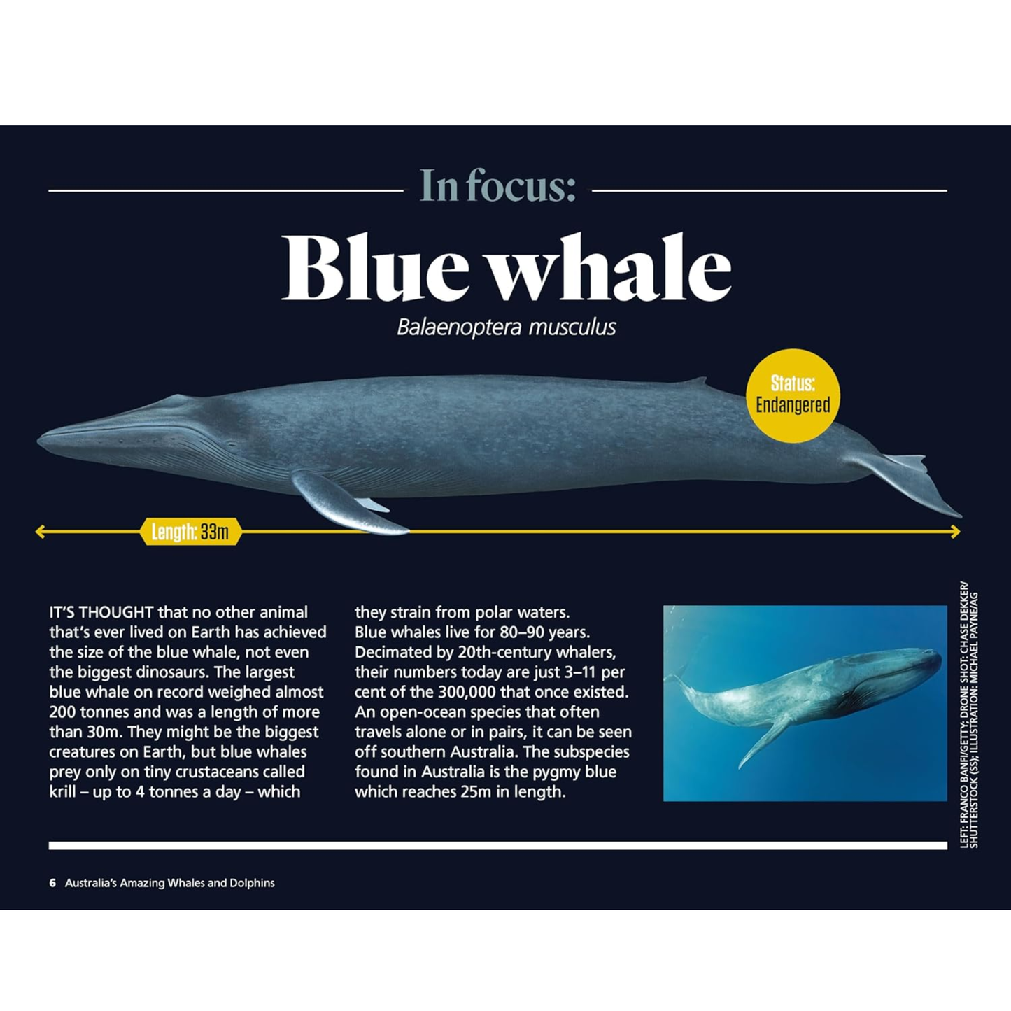 Australia's Amazing Whales and Dolphins Picture Book