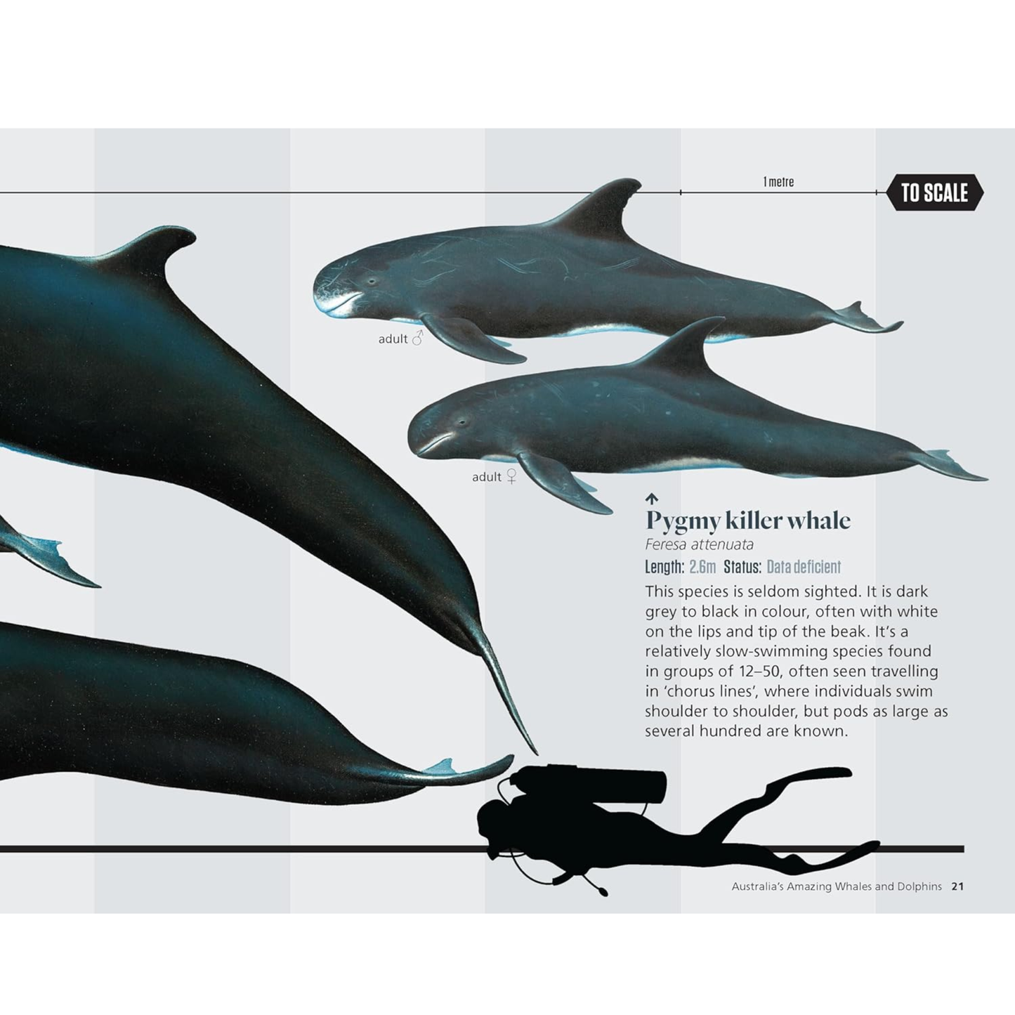 Australia's Amazing Whales and Dolphins Picture Book