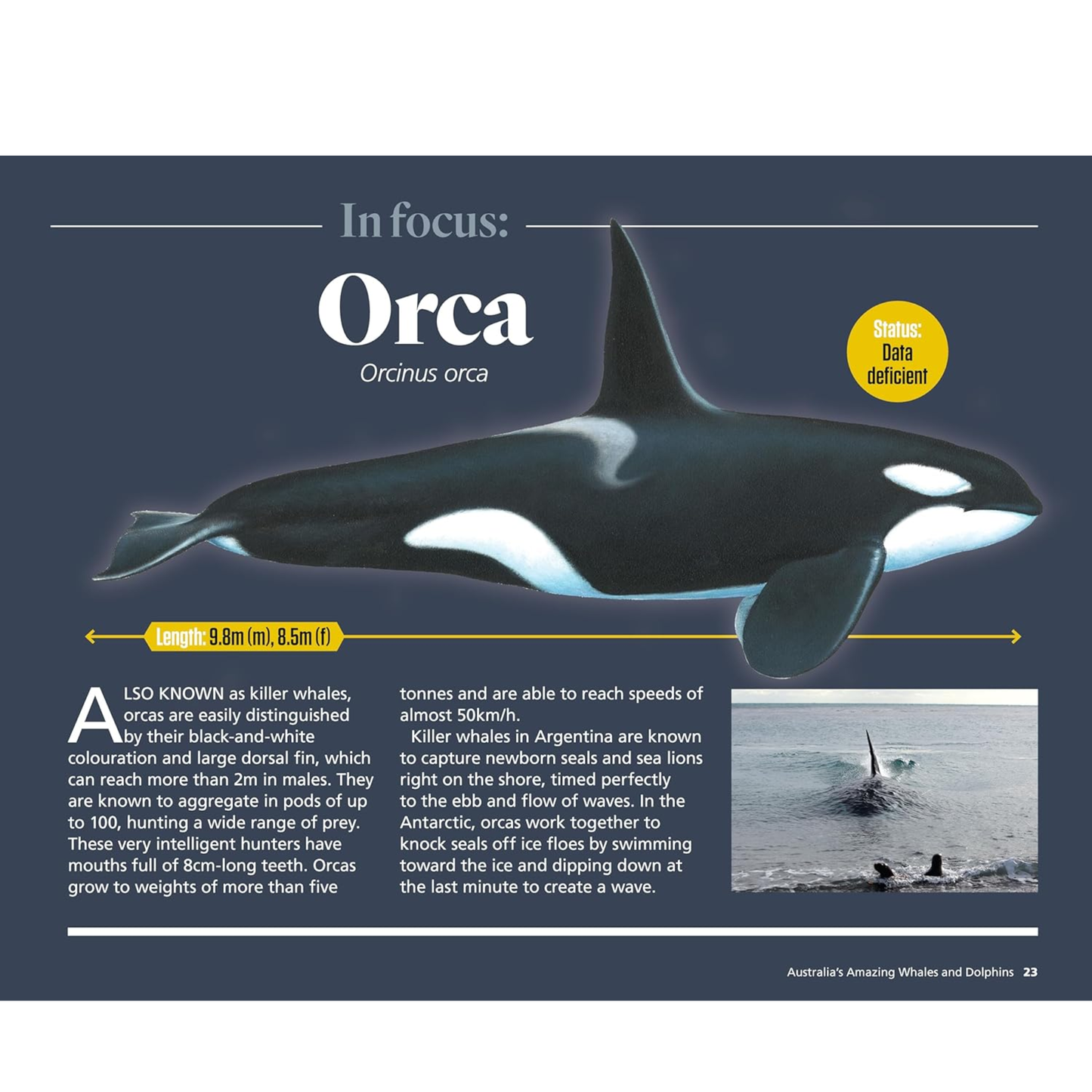 Australia's Amazing Whales and Dolphins Picture Book