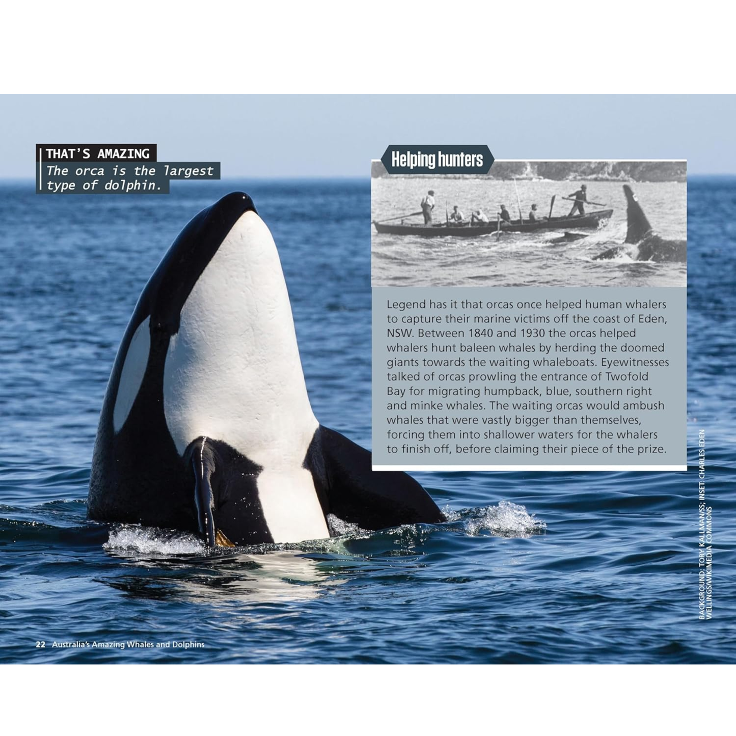 Australia's Amazing Whales and Dolphins Picture Book