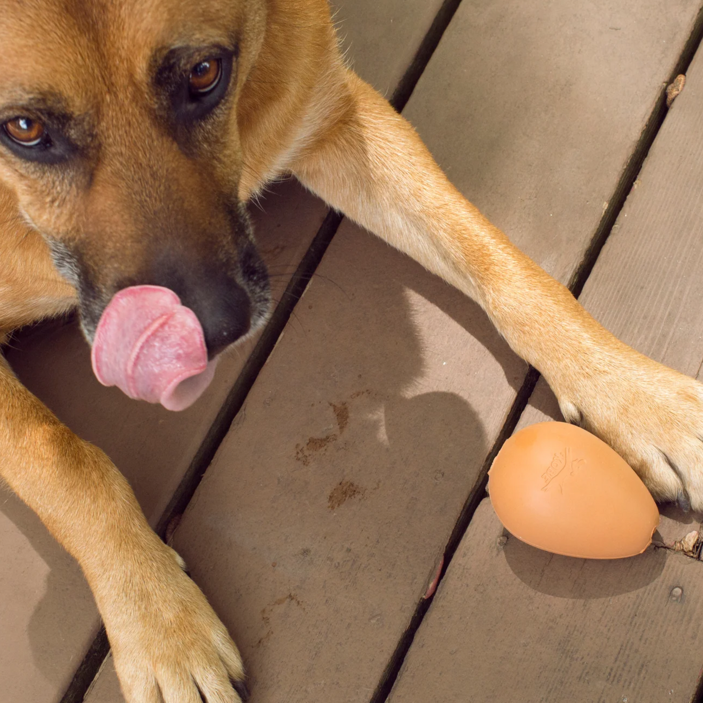 Dog Toy: Bouncy Egg