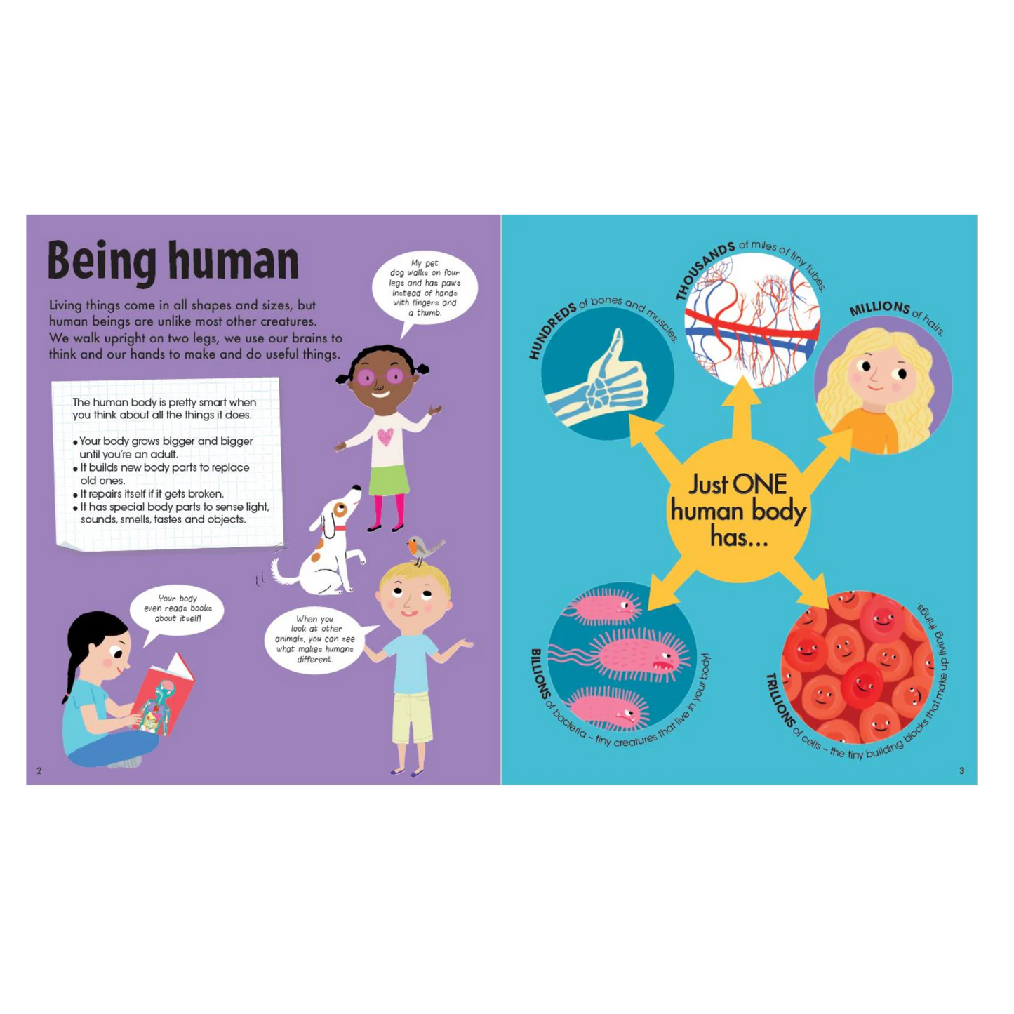 Toys - The Human Body Puzzle & Book - Stem