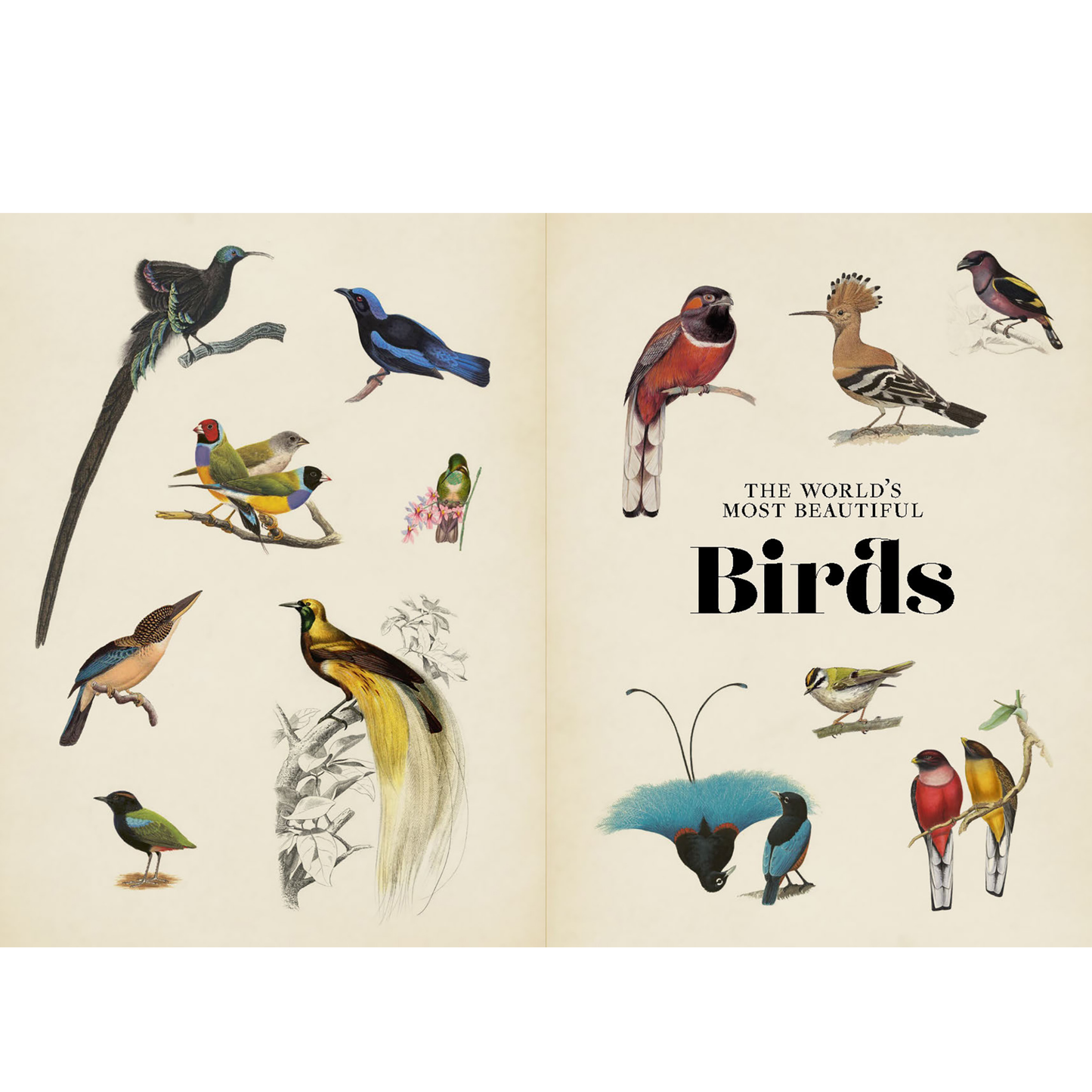 Vintage Birds: A Guidebook and Matching Game