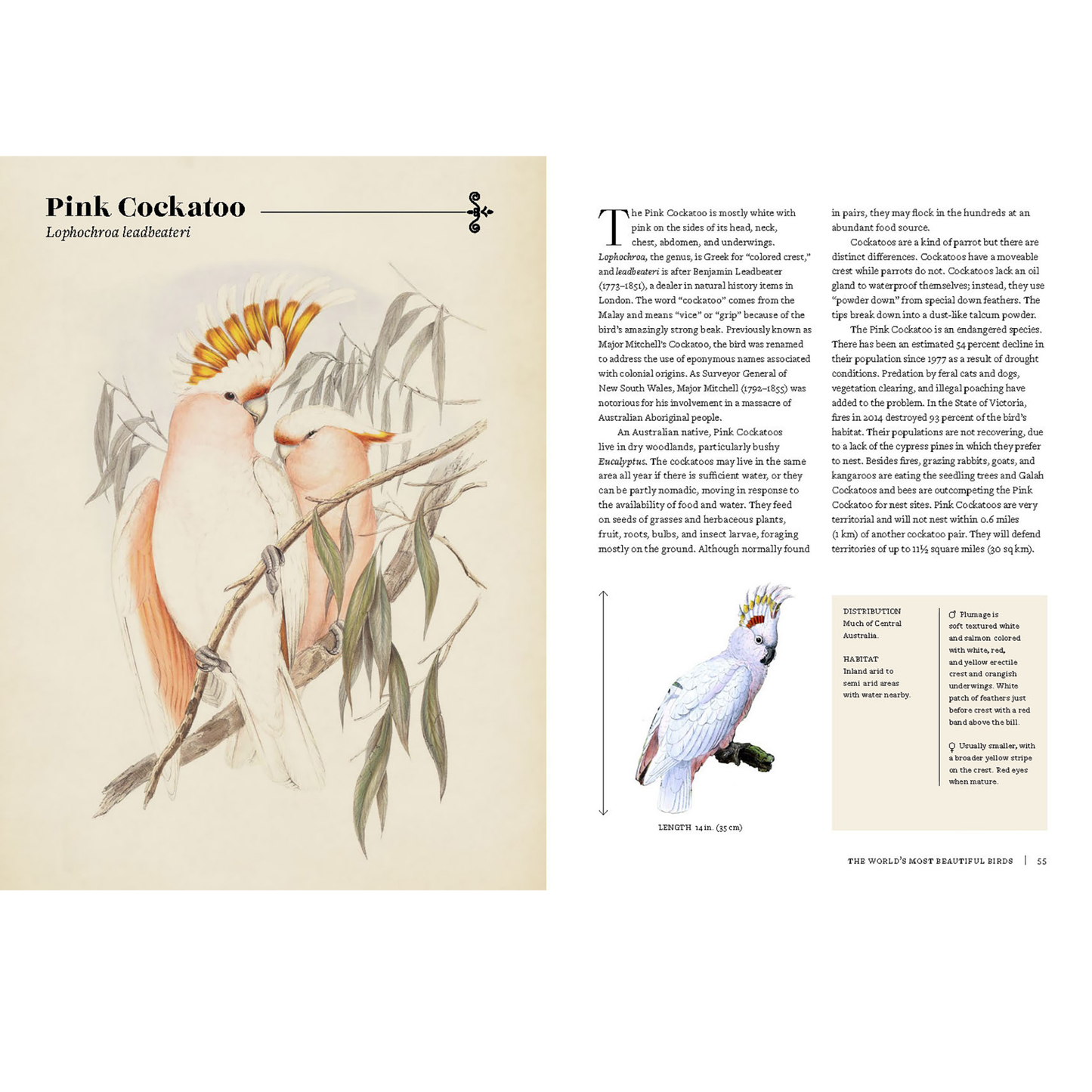 Vintage Birds: A Guidebook and Matching Game