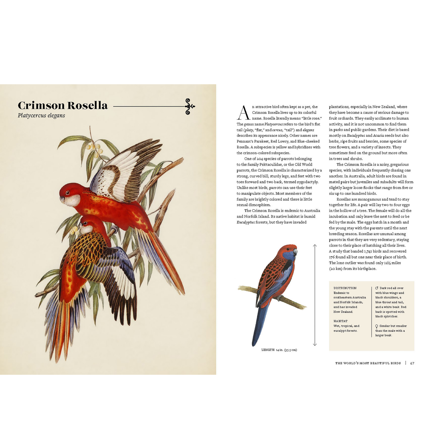 Vintage Birds: A Guidebook and Matching Game