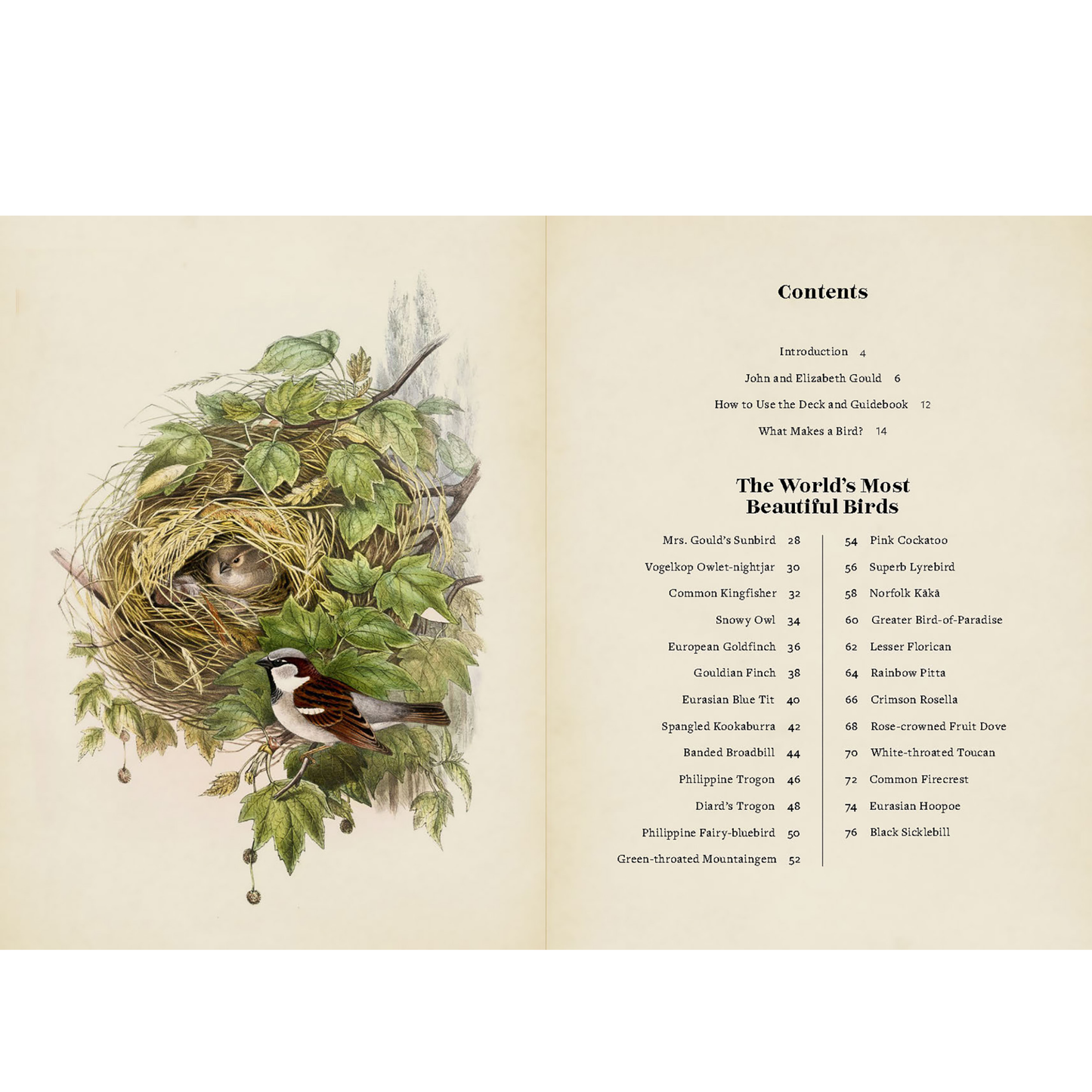 Vintage Birds: A Guidebook and Matching Game