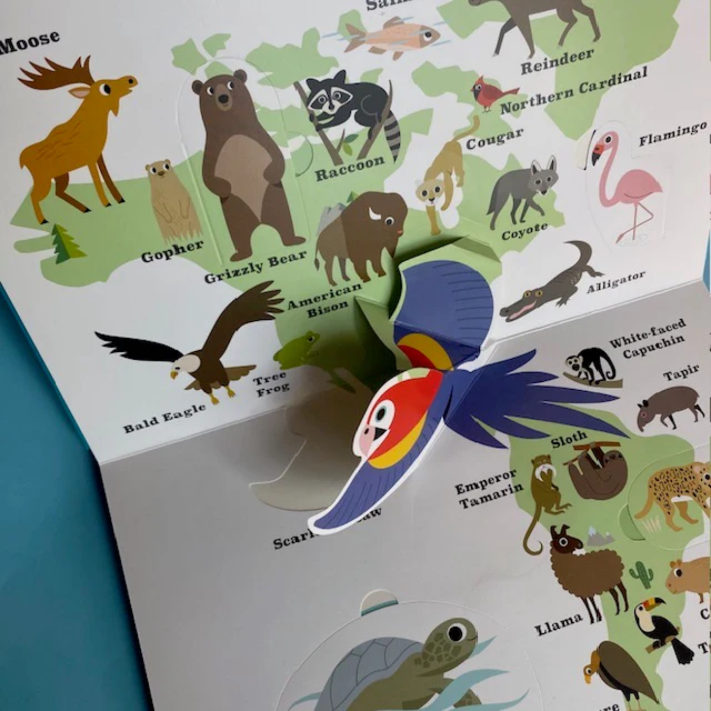 Animal Atlas Pop Up Picture Book