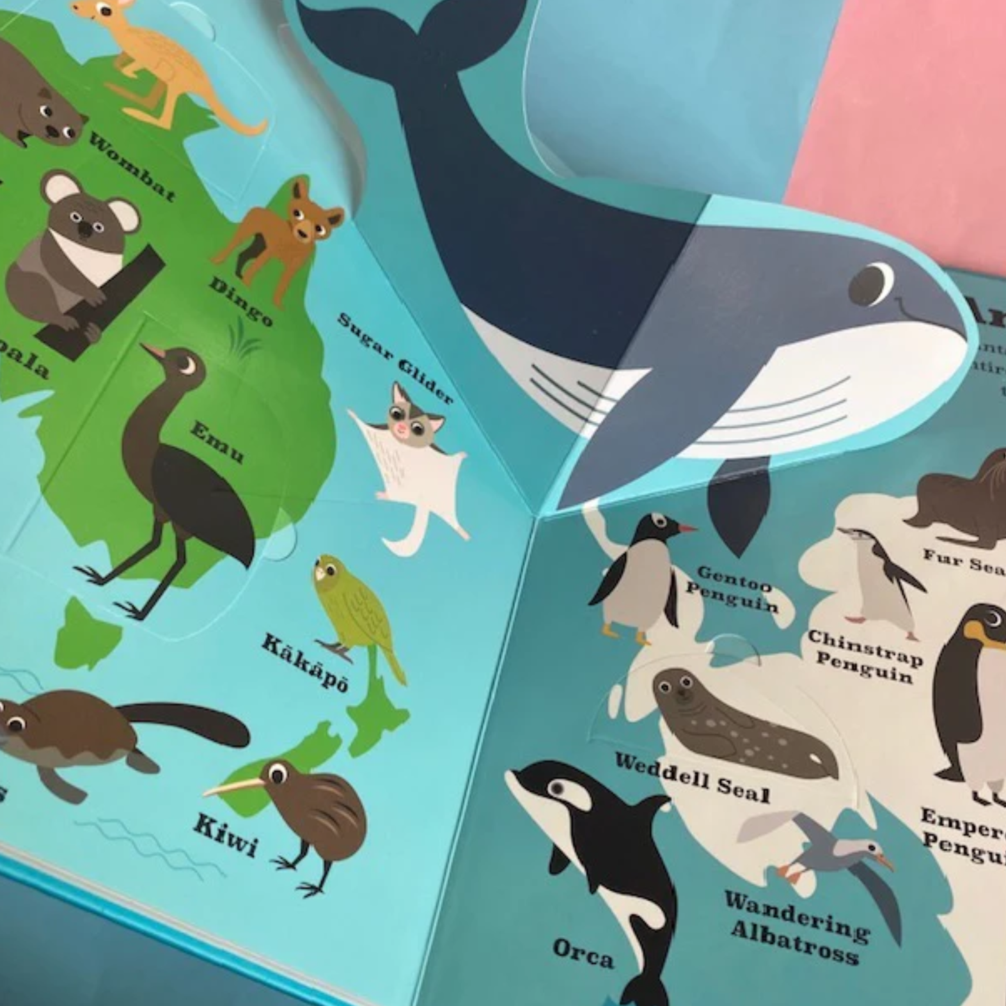Animal Atlas Pop Up Picture Book